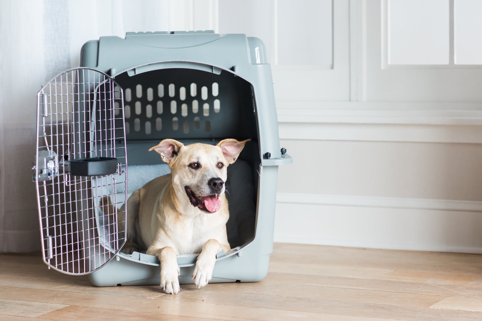 Dog inside a travel kennel — reference image